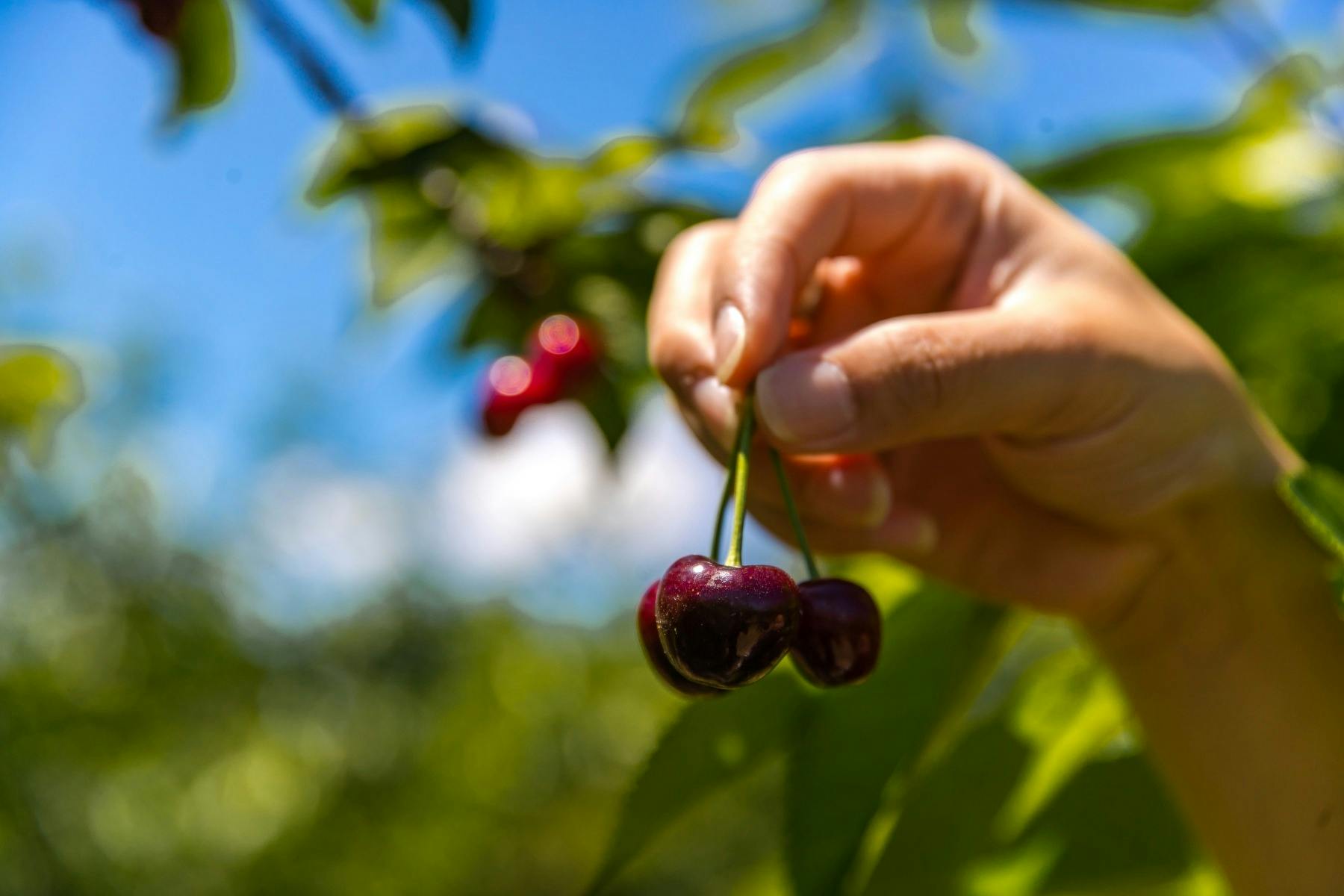 Cherry Picking Young NSW
