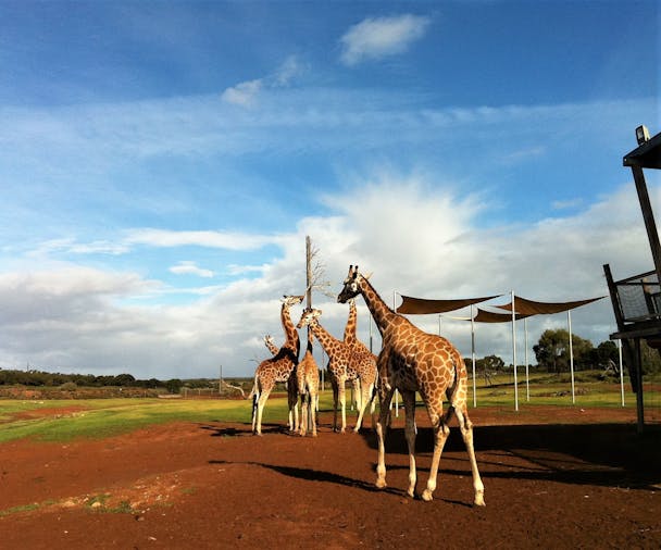 Monarto Zoo Murraylands Tour (1)