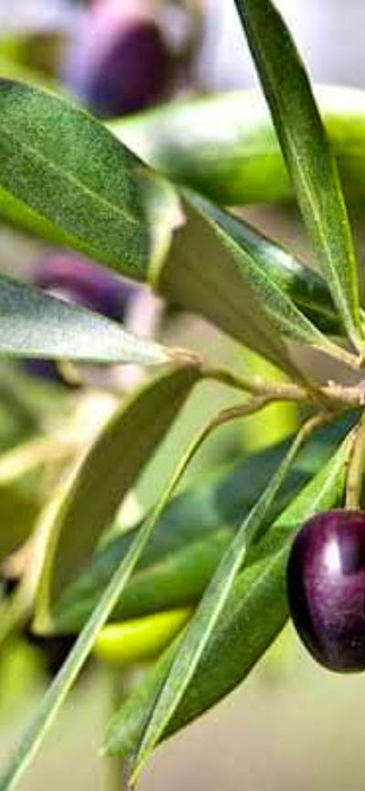 Olives on tree