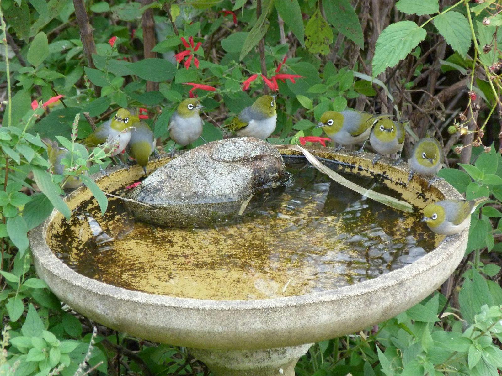 Silvereyes at Bird Bath