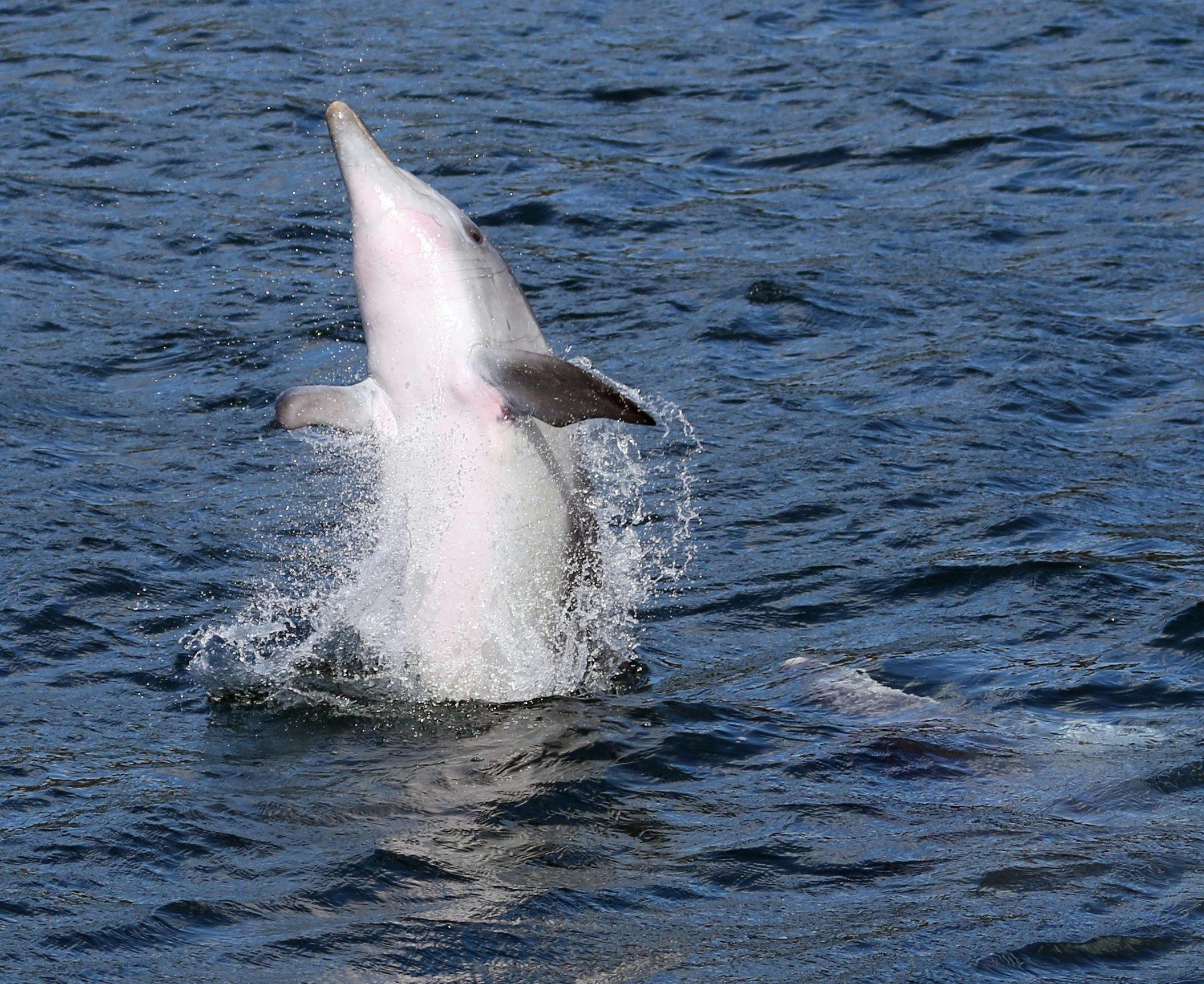 Bottlenose Dolphin Jervis Bay