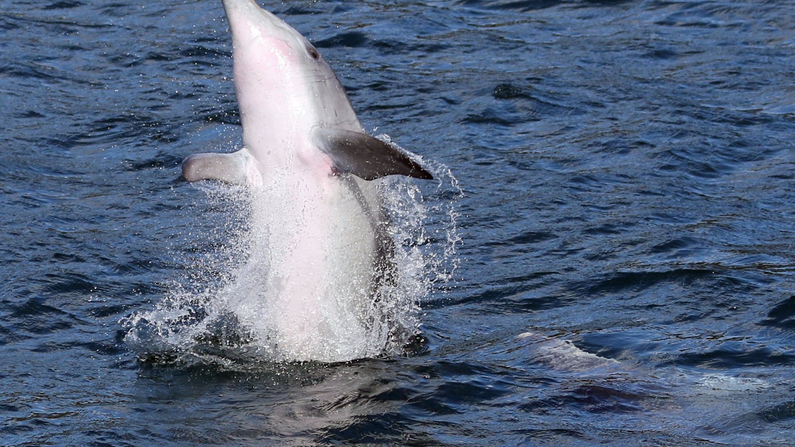 Bottlenose Dolphin Jervis Bay