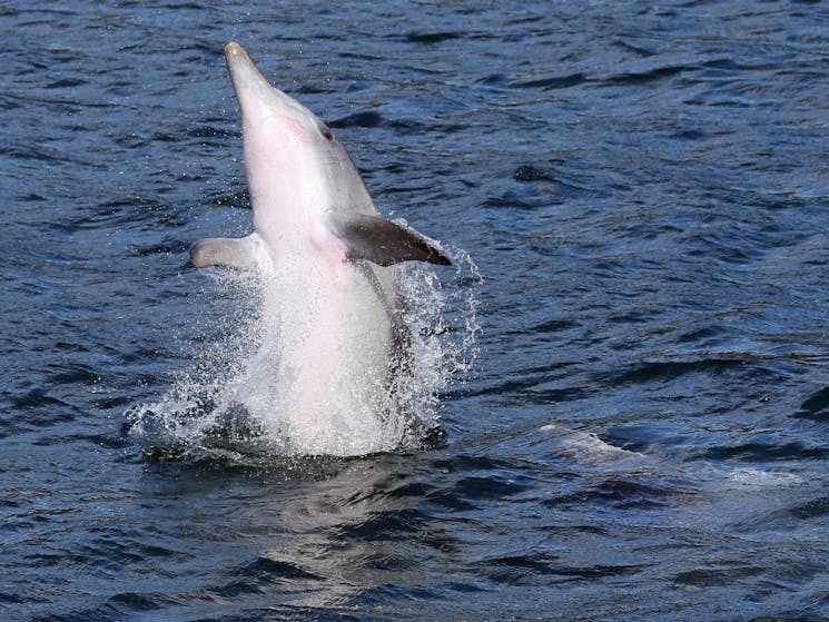 Bottlenose Dolphin Jervis Bay