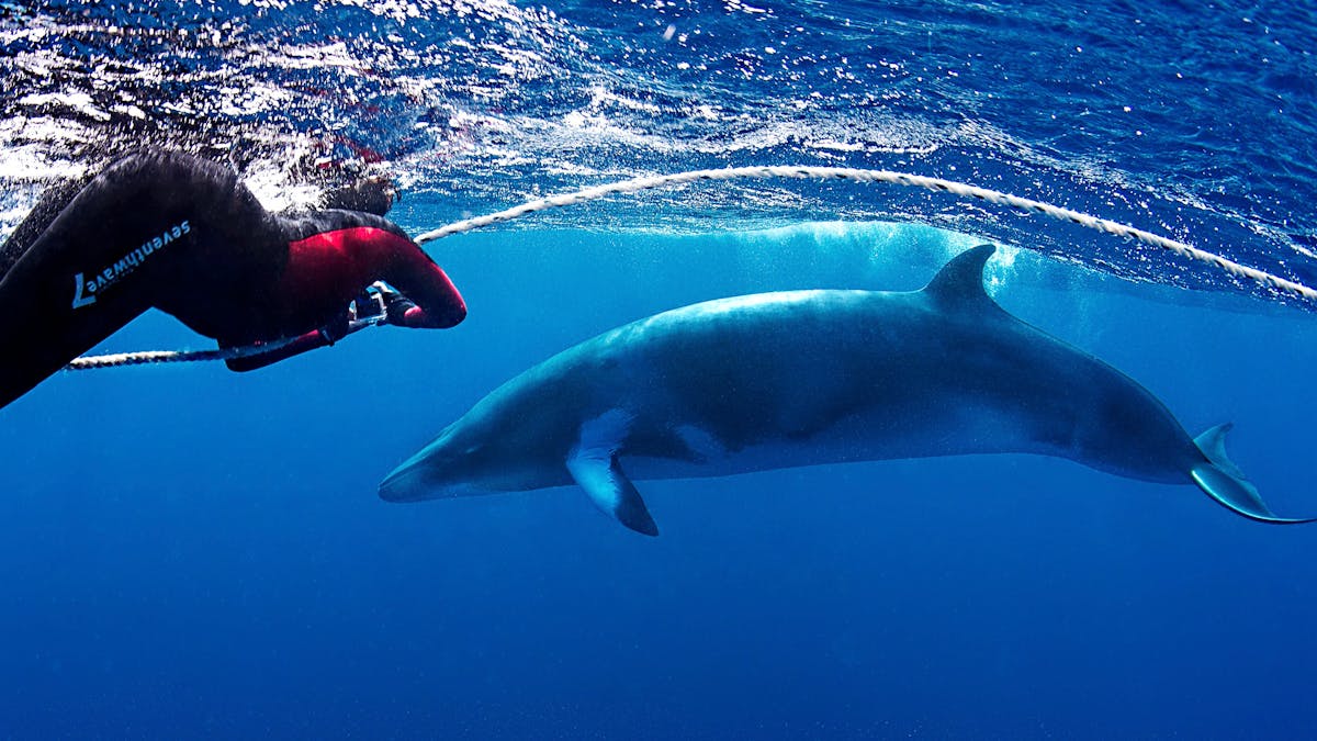 Minke Whale interactions at Lighthouse Bommie - Ribbon Reefs