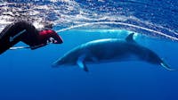 Minke Whale interactions at Lighthouse Bommie - Ribbon Reefs