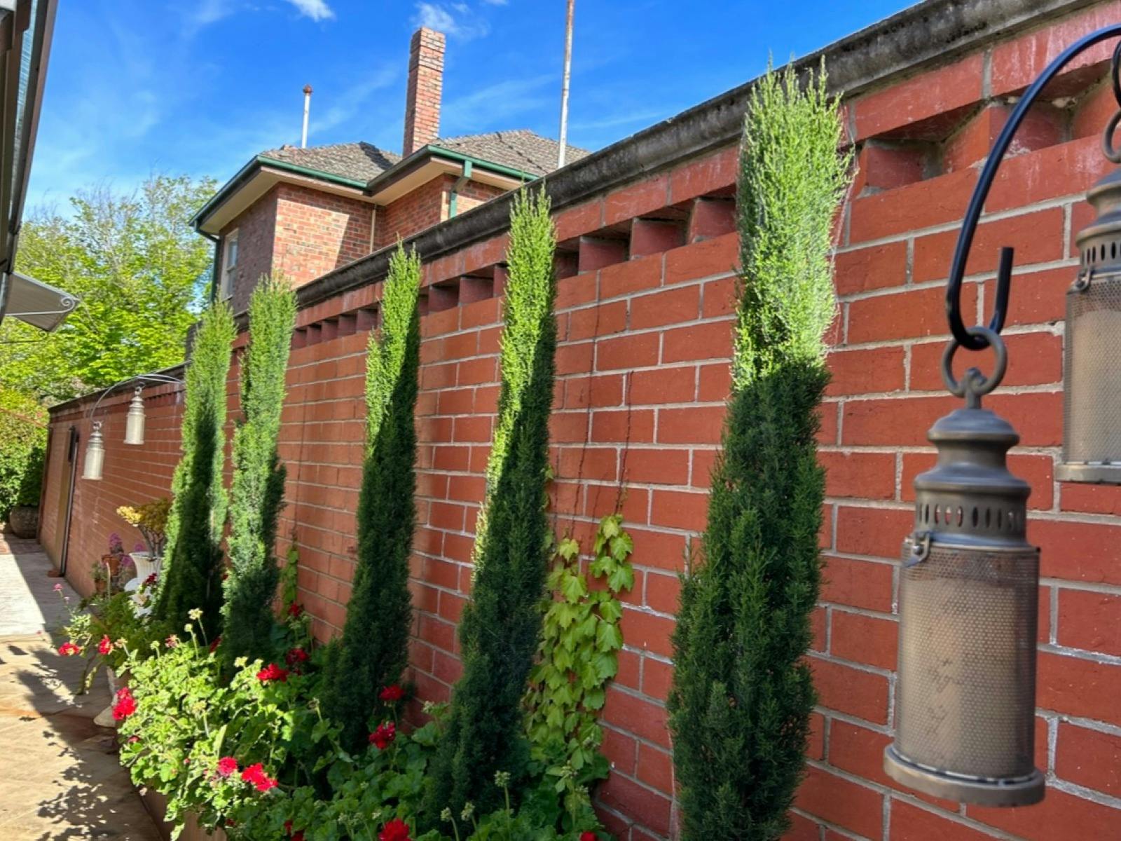 pencil pines against a brick wall