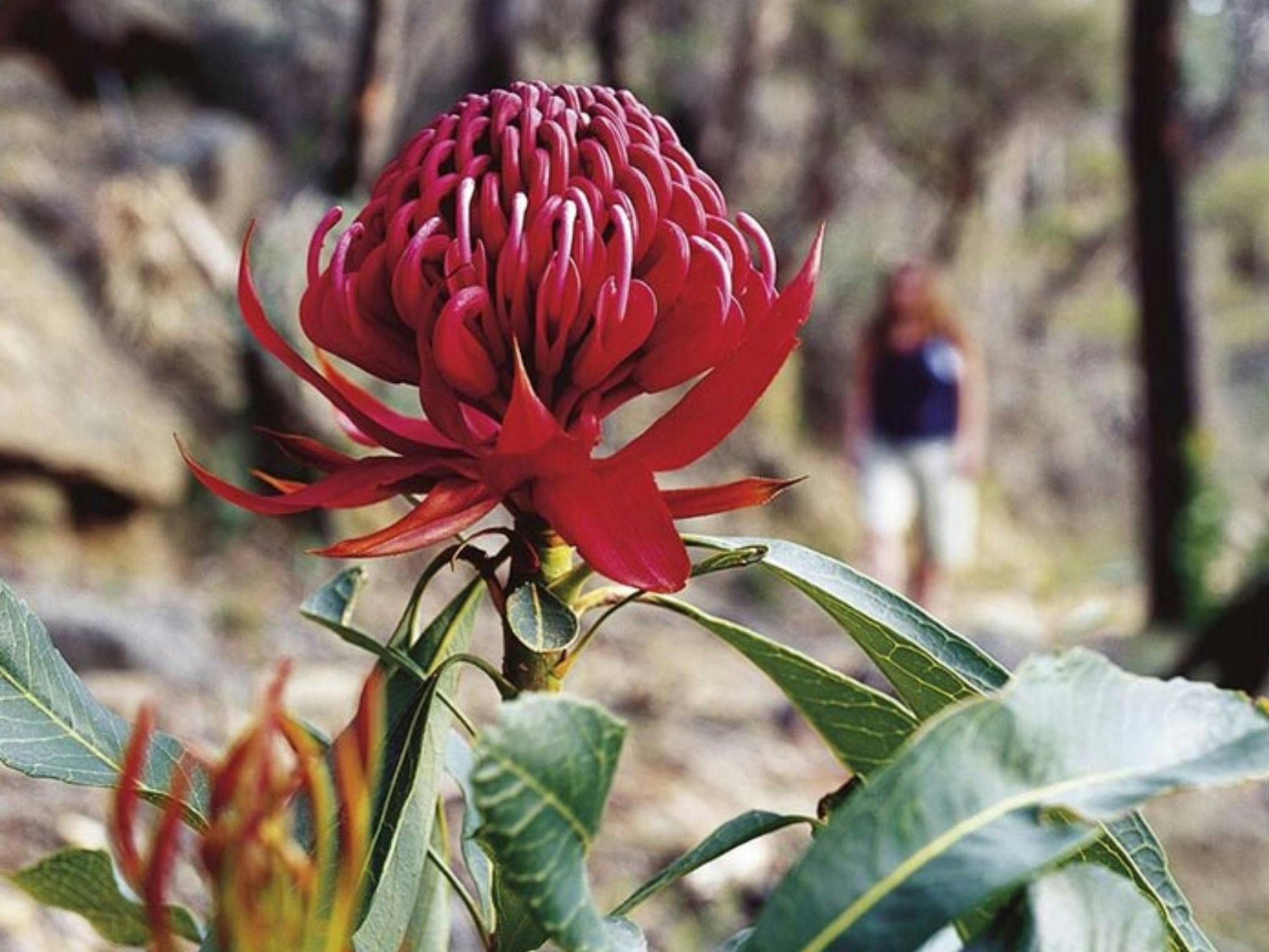 Blue Mountains Traverse - 7-Day Self-Guided