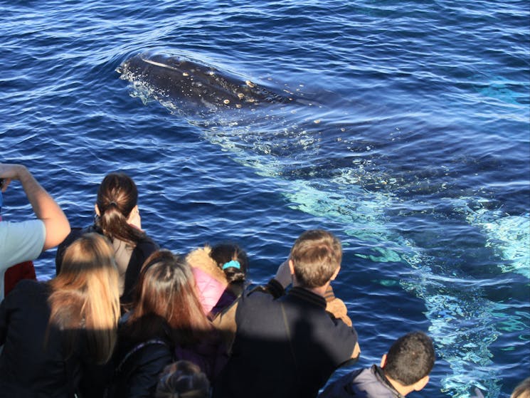 Humpback Whale, Sydney 2015