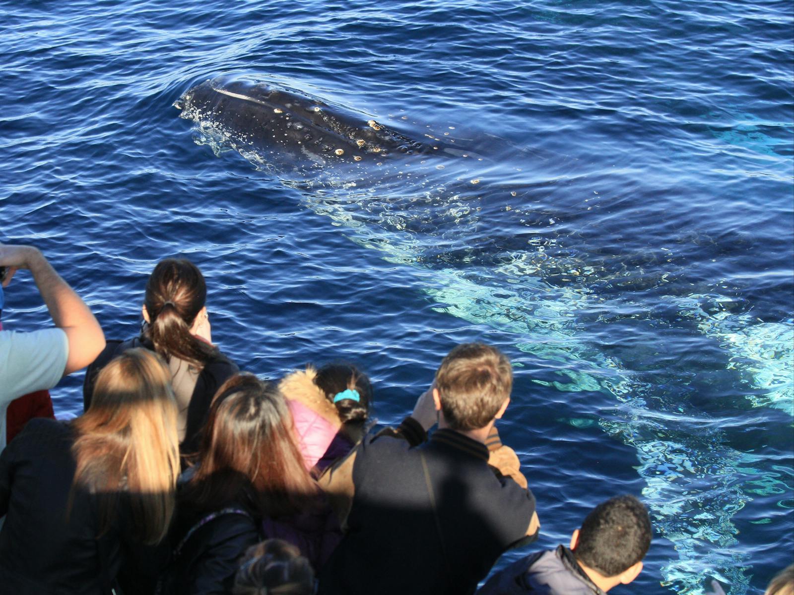 혹등고래, 시드니 2015