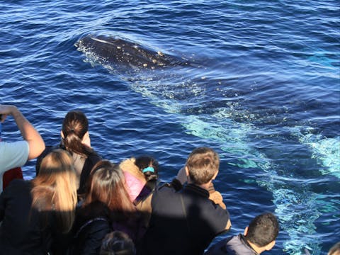 Sydney Whale Watching Cruise - Darling Harbour