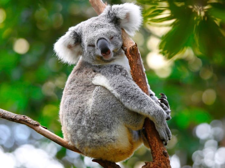 a sleepy koala in a tree
