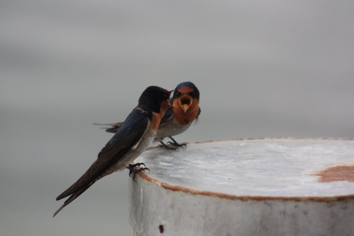 A pair of welcome swallows on a post in Port Douglas Queensland
