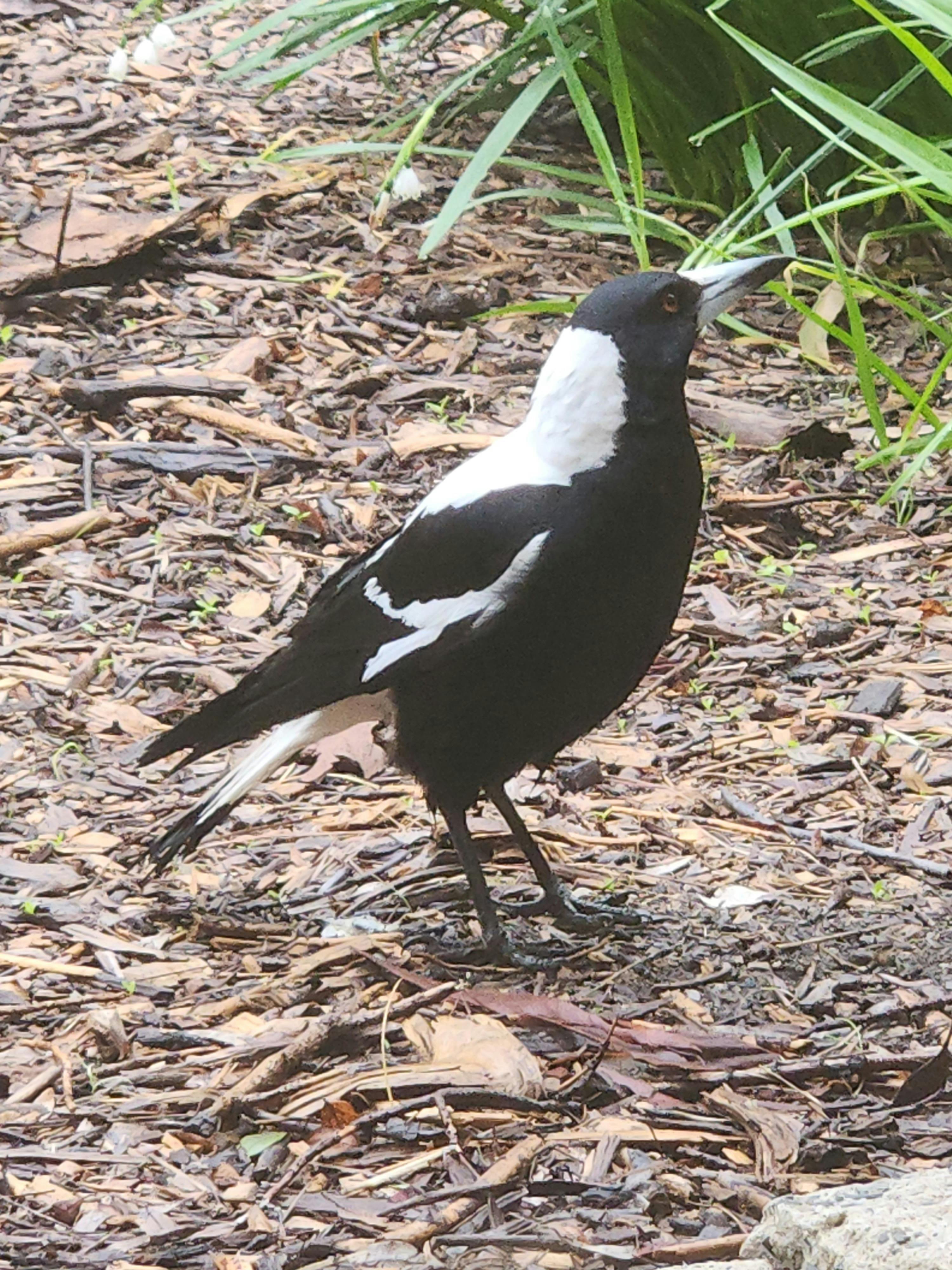 Resident magpie stops by, to sing and request a piece of cheese.