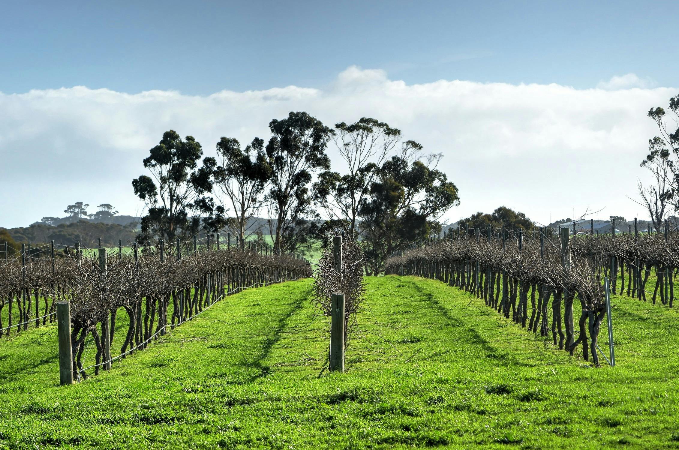 Vines at Springs Road