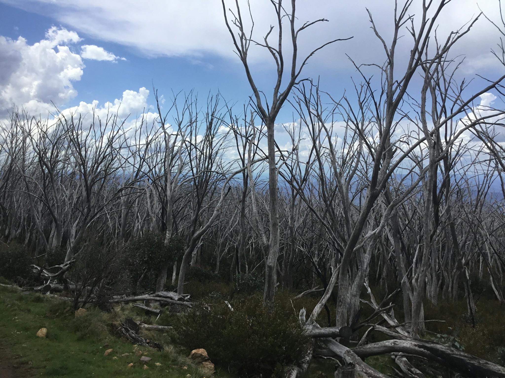 High Country Scenic Tours - Bushfire devastated forest