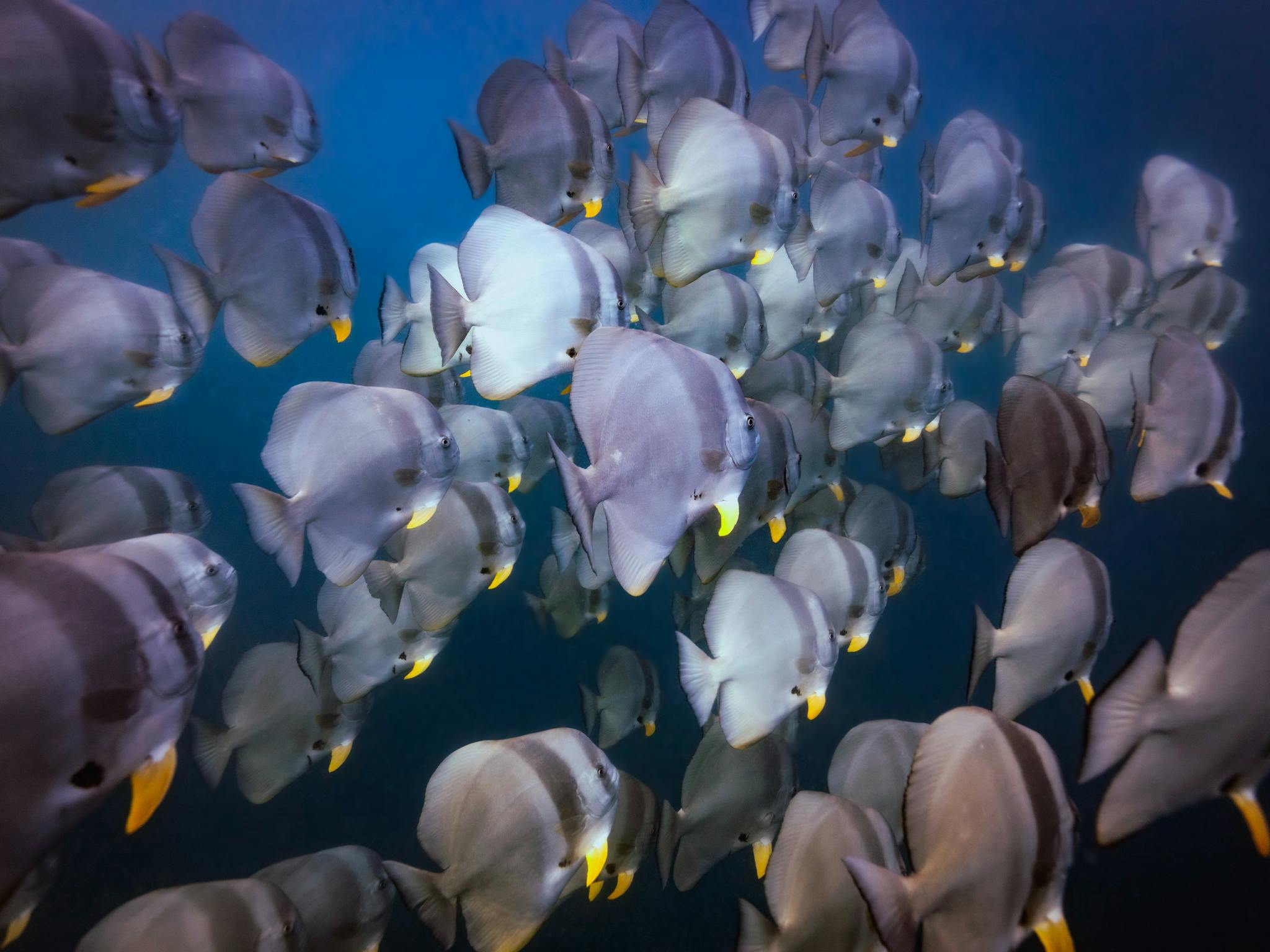 Giant school of batfish Giant school of batfish