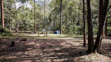 Camping area surrounded by forest, Mount Mee.