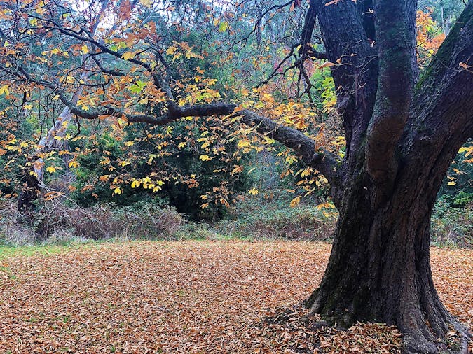 Forest Bathing in Adelaide
