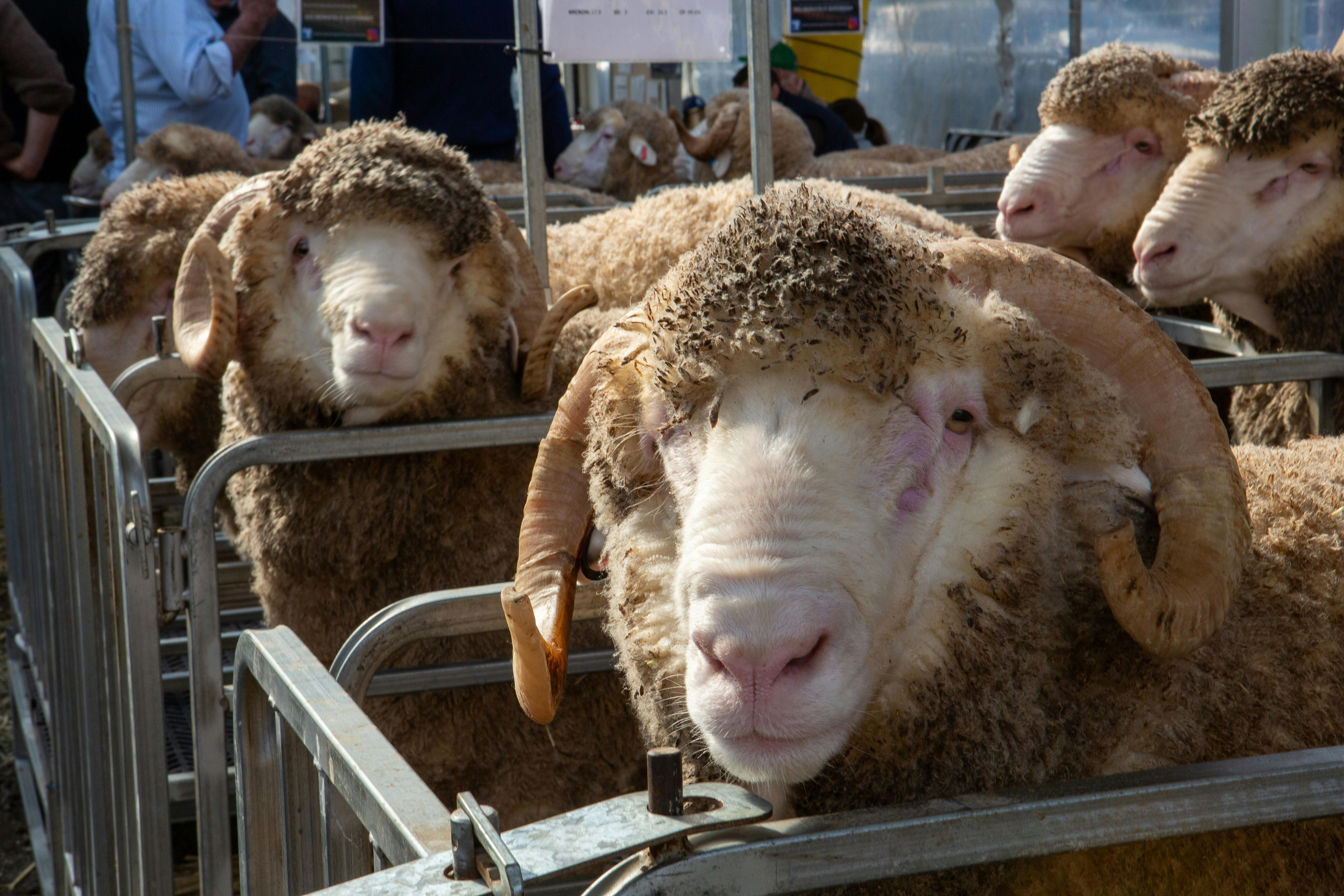 Sheep