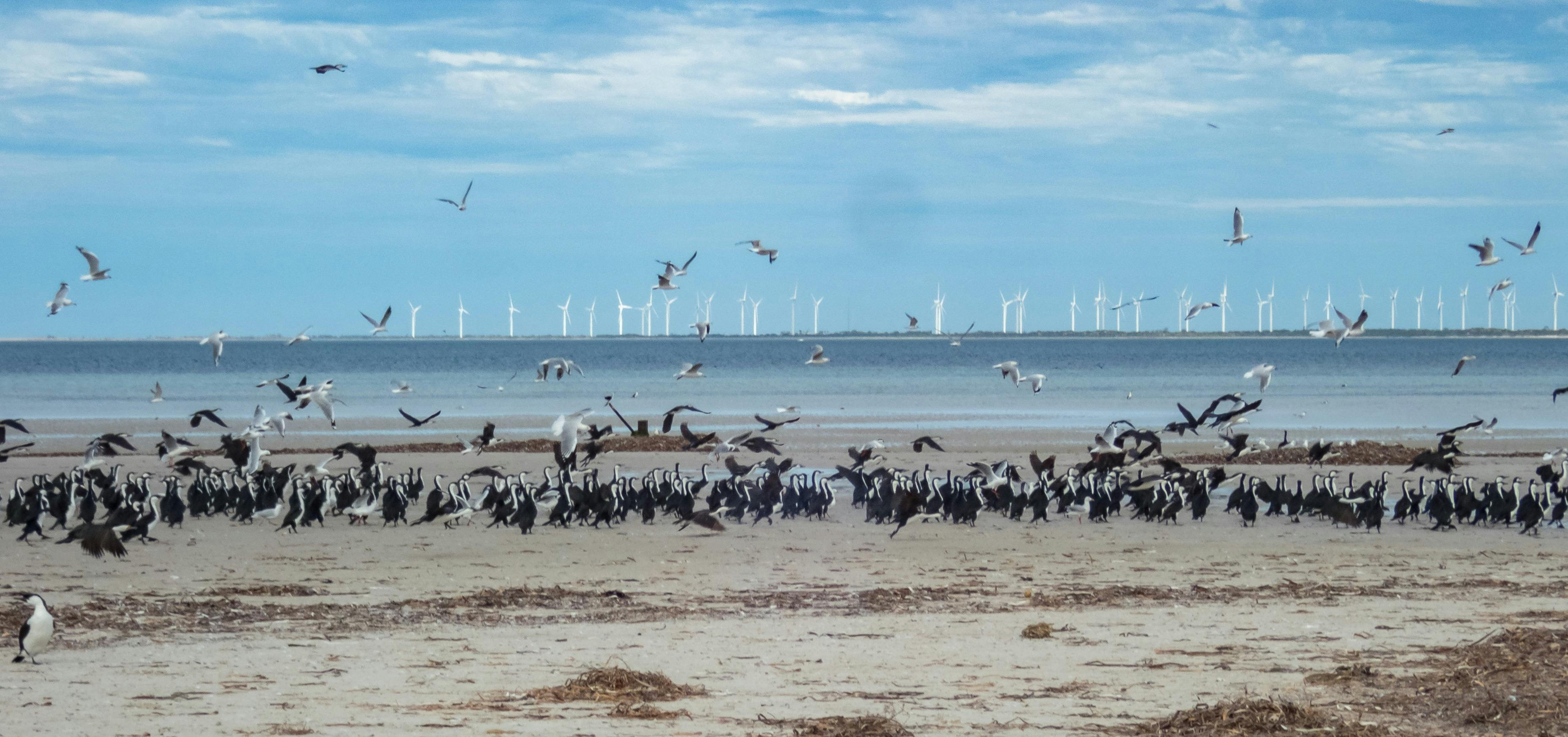 Spot birdlife at the birdwatches haven that is Troubridge Island