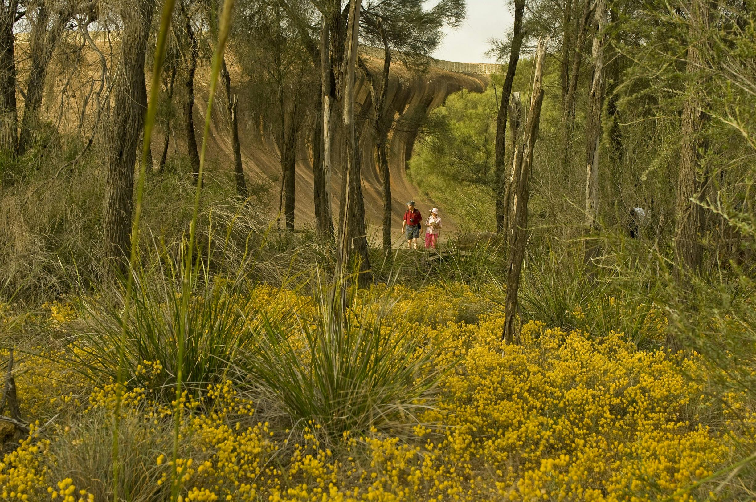 Couple in wildflowers at Wave Rock, near Hyden, Western Australia
