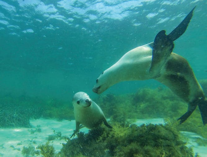 Baird Bay Ocean Eco Experience Dolphin and Sea Lion Swim