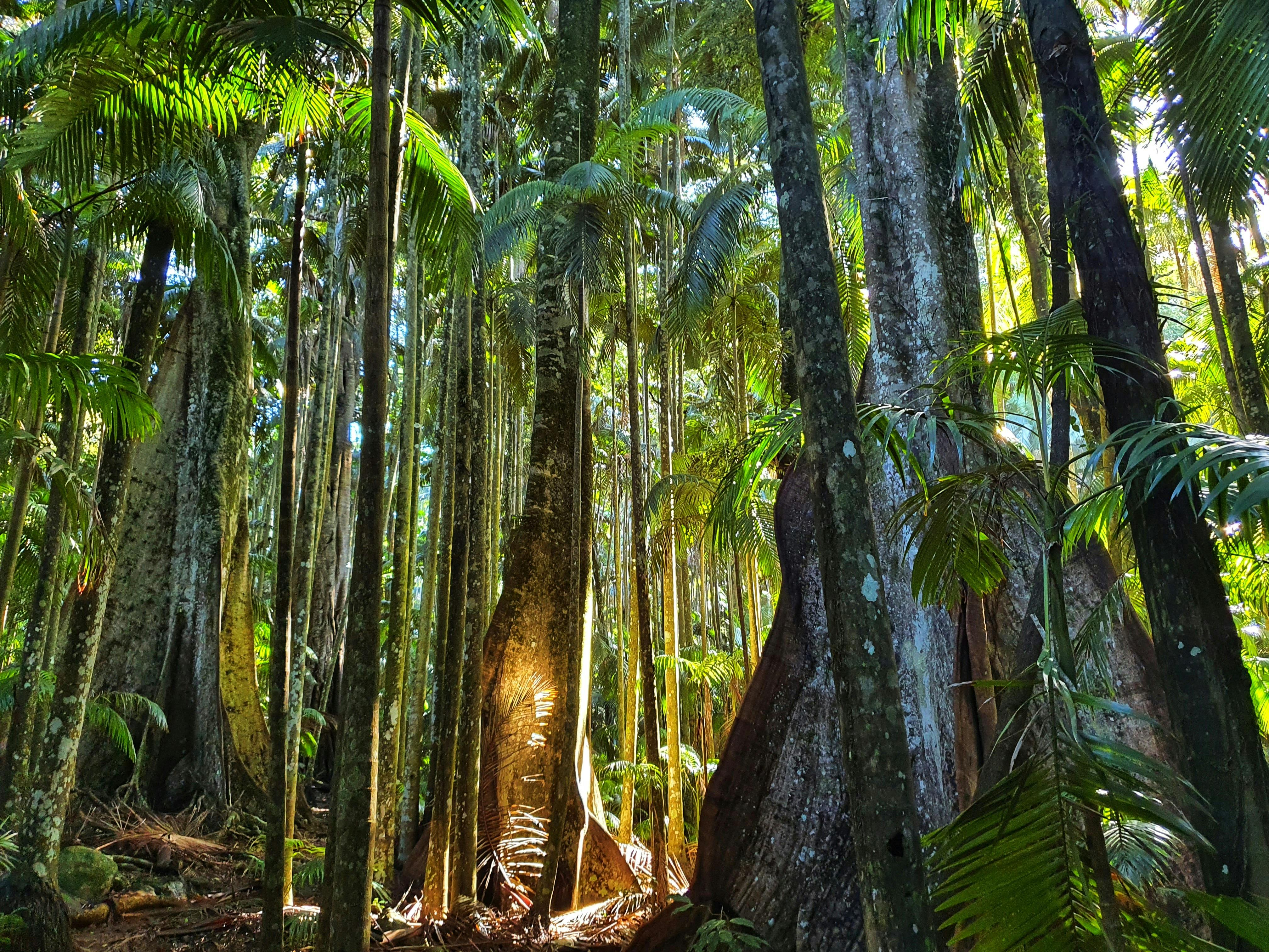 Tall trees in a dense rainforest, one illuminated by a patch of sunlight.