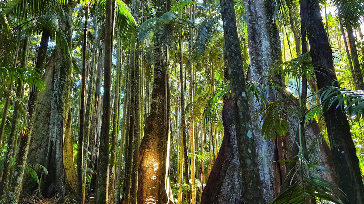 Tall trees in a dense rainforest, one illuminated by a patch of sunlight.