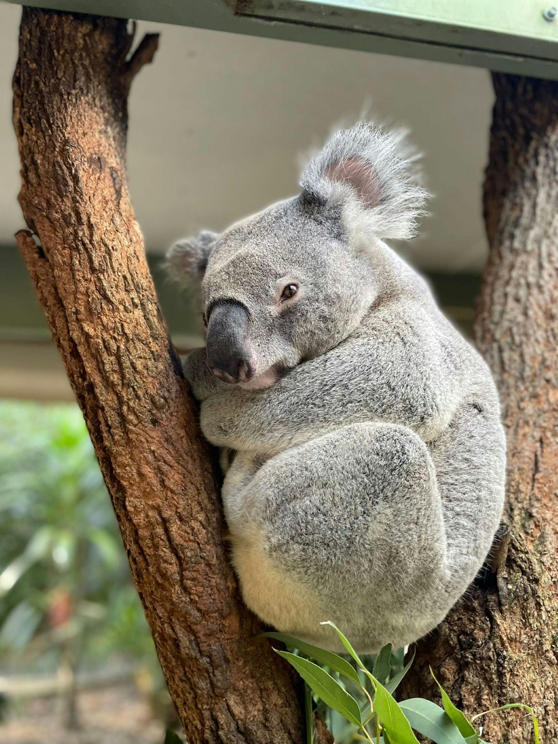 The Byron Bay Wildlife Sanctuary