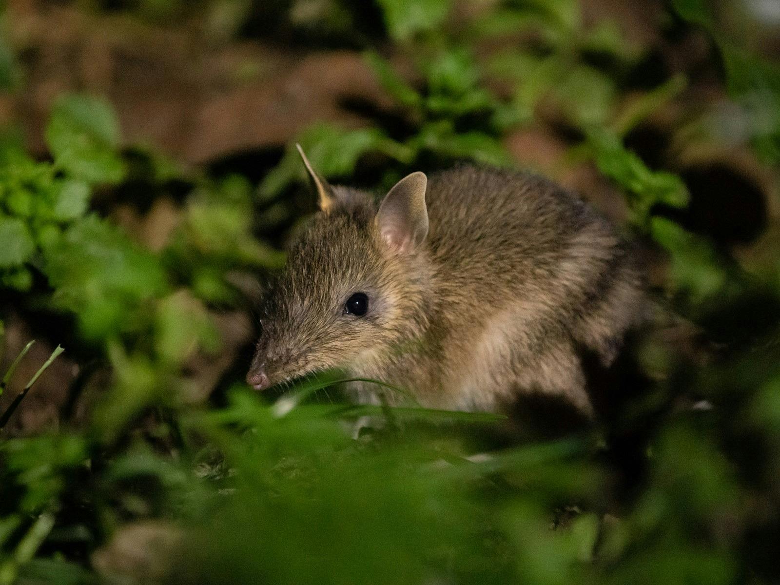 Eastern barred bandicoot