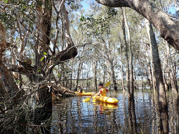 Kayakers are paddling through the bush on the Myall Lakes edge.