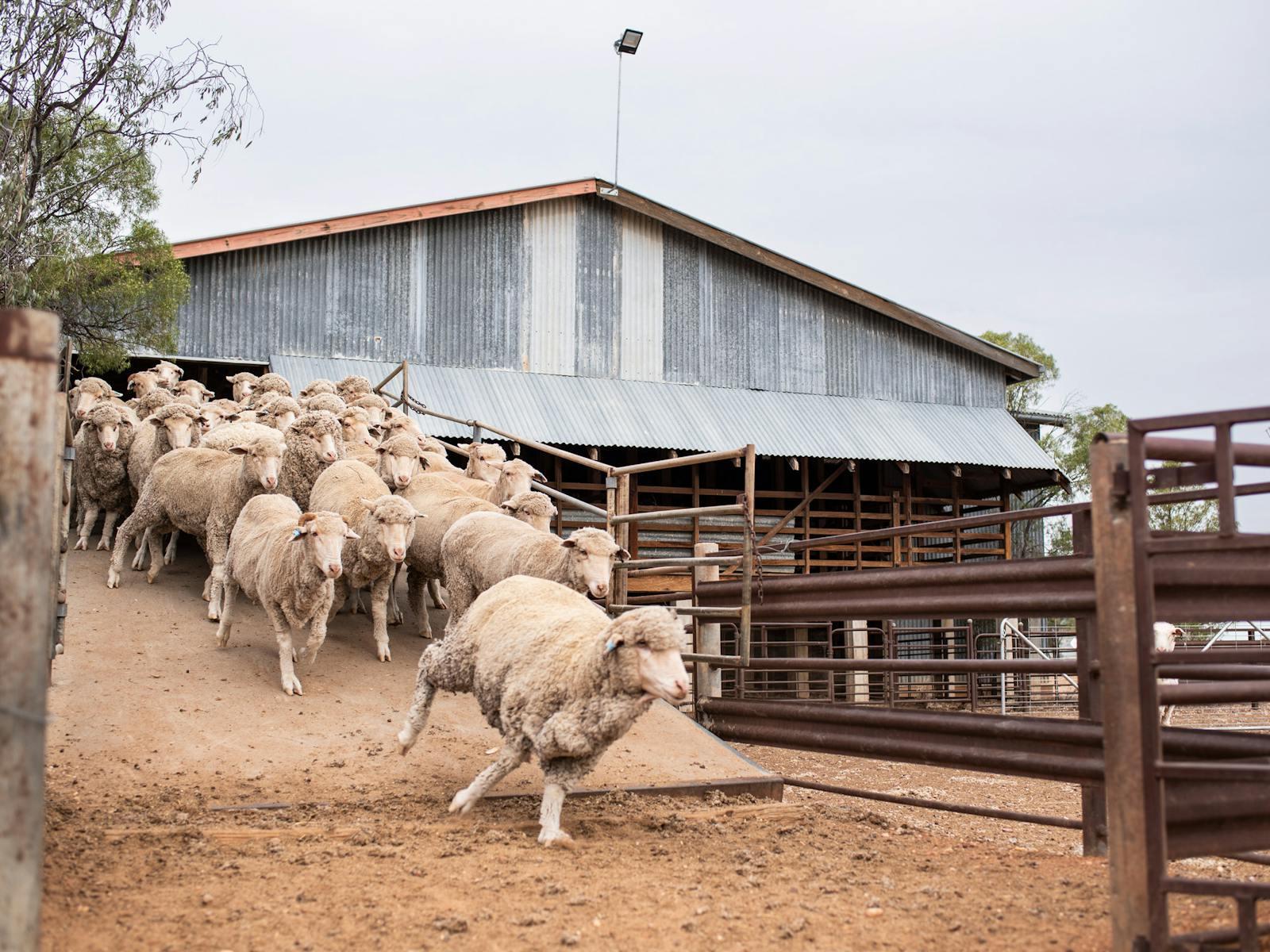Merino sheep running down Nogo Station's shearing shed ramp