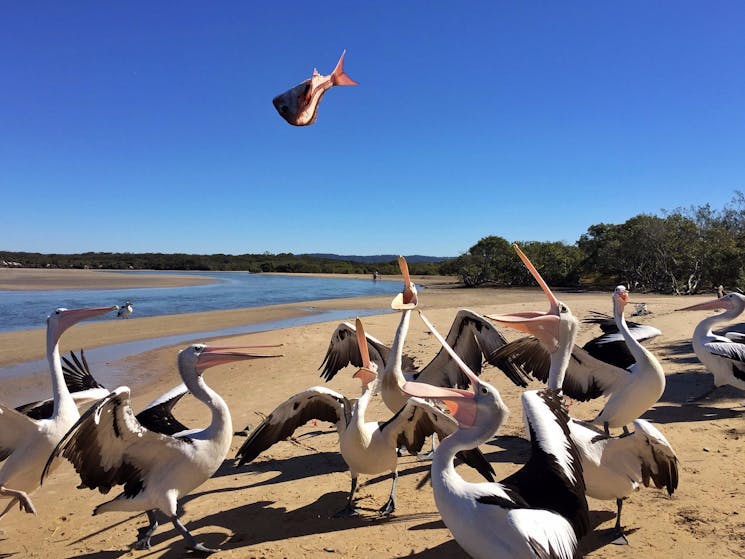 Feeding the Pelicans on Sandon River