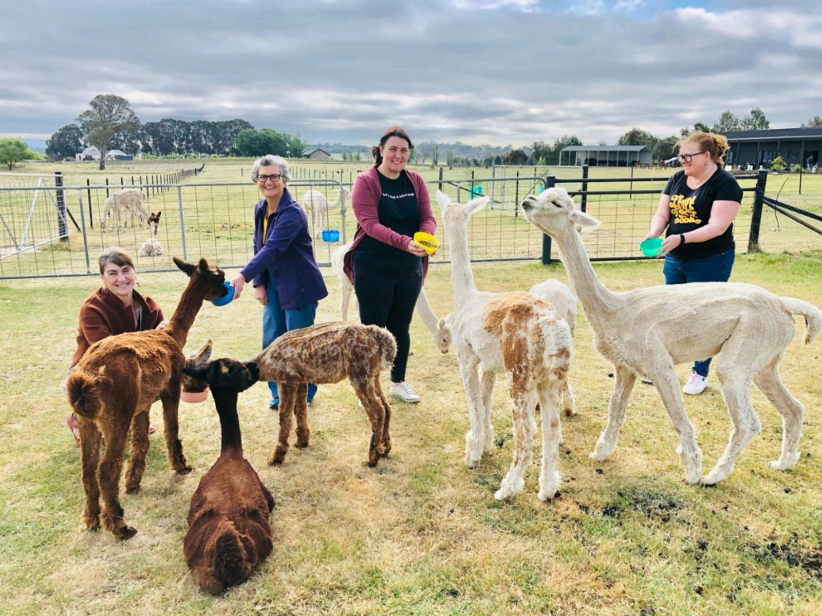 Alpaca Hand Feeding Tour
