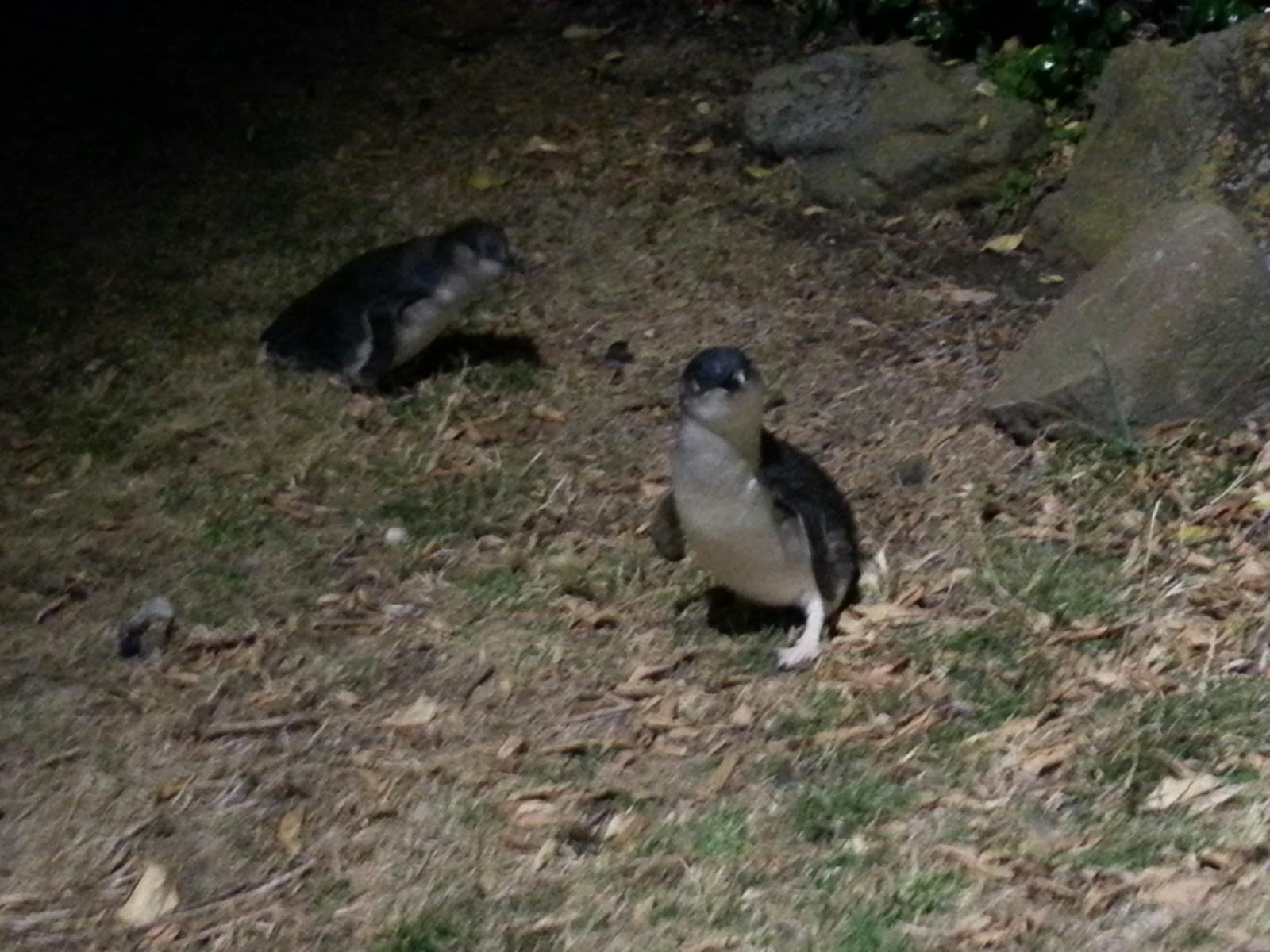 Fairy penguins at the Low Head Penguin Tour