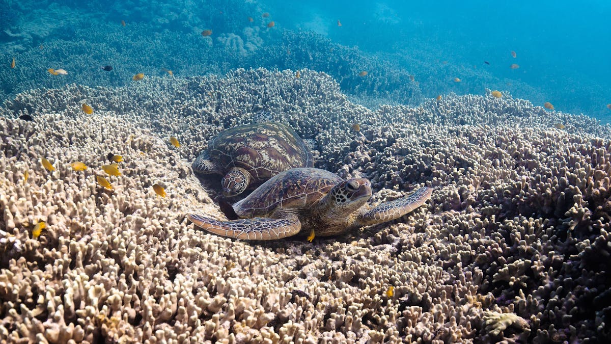 Turtle