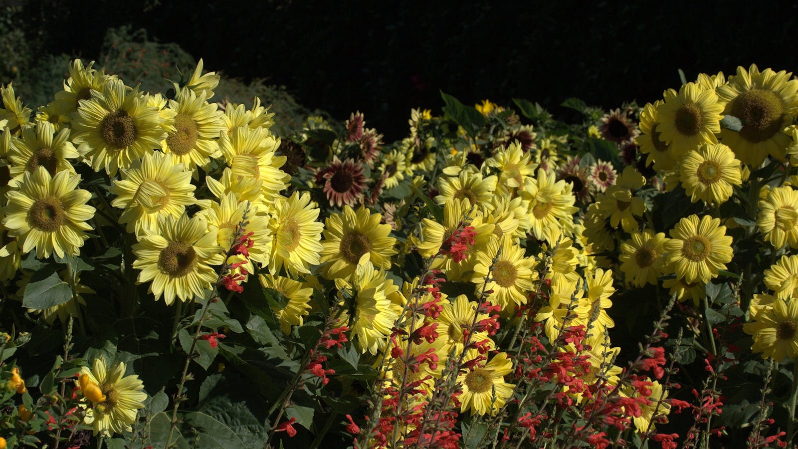 Lambley Nursery and Gardens