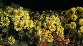 Lambley Nursery and Gardens
