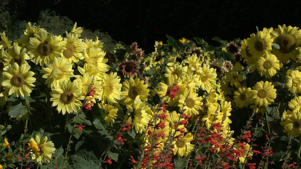 Sunflowers with Salvia darcyi