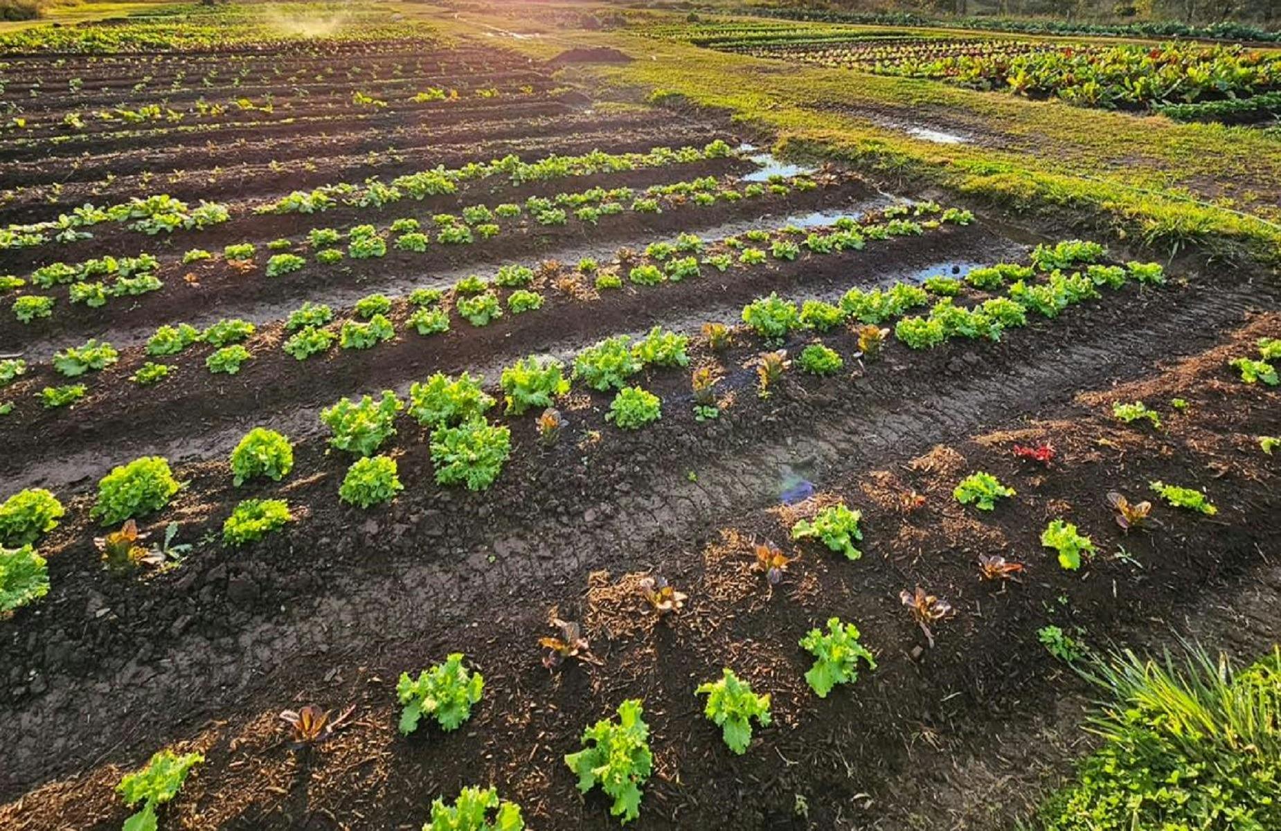 Good Soils, Good Food