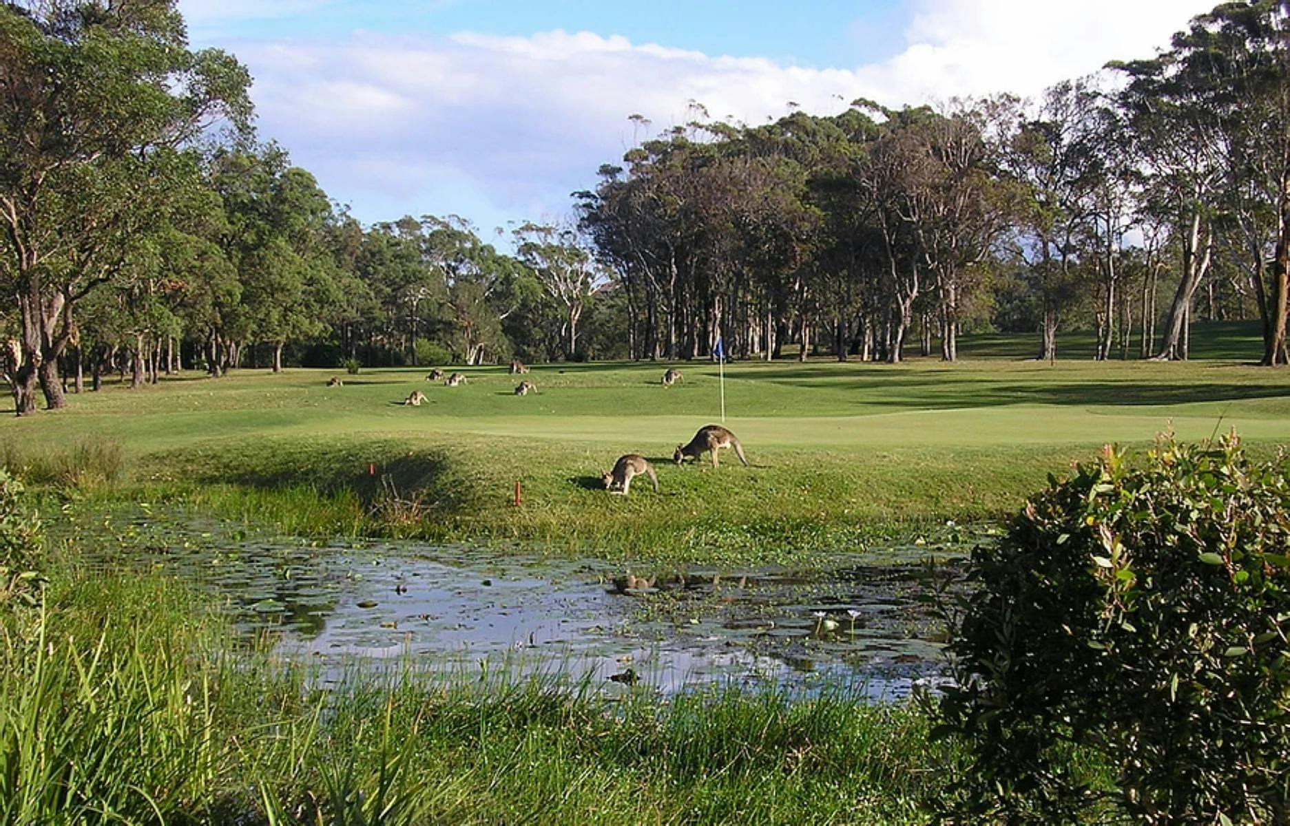 Kangaroos on the Golf Course