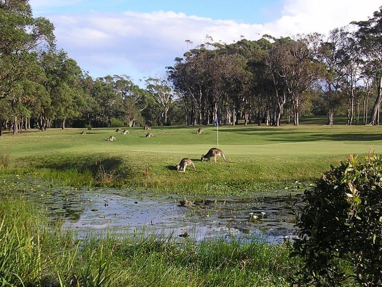 Kangaroos on the Golf Course