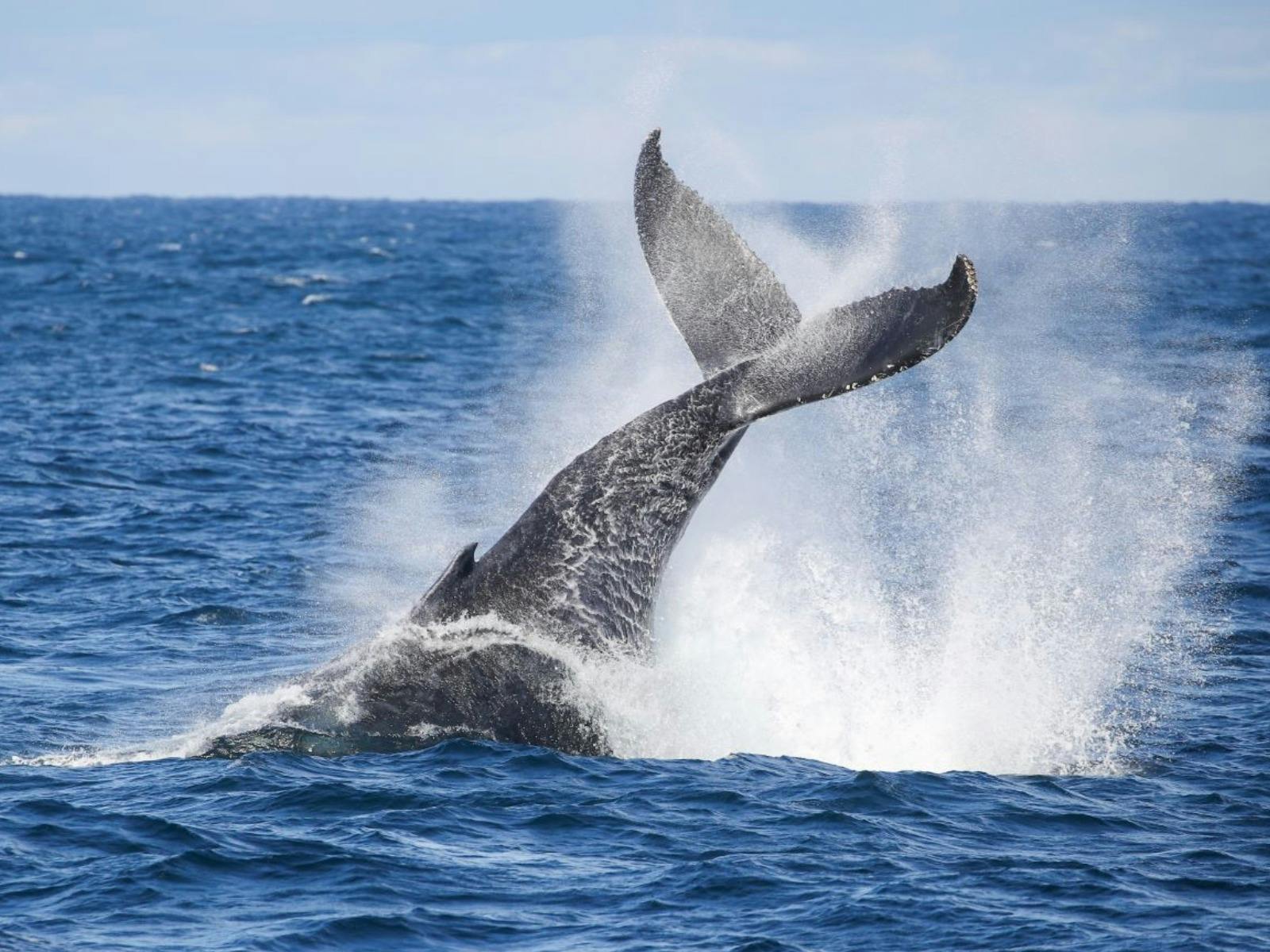 シドニー湾沖でクジラがジャンプする様子をホエールウォッチング・シドニーで見よう