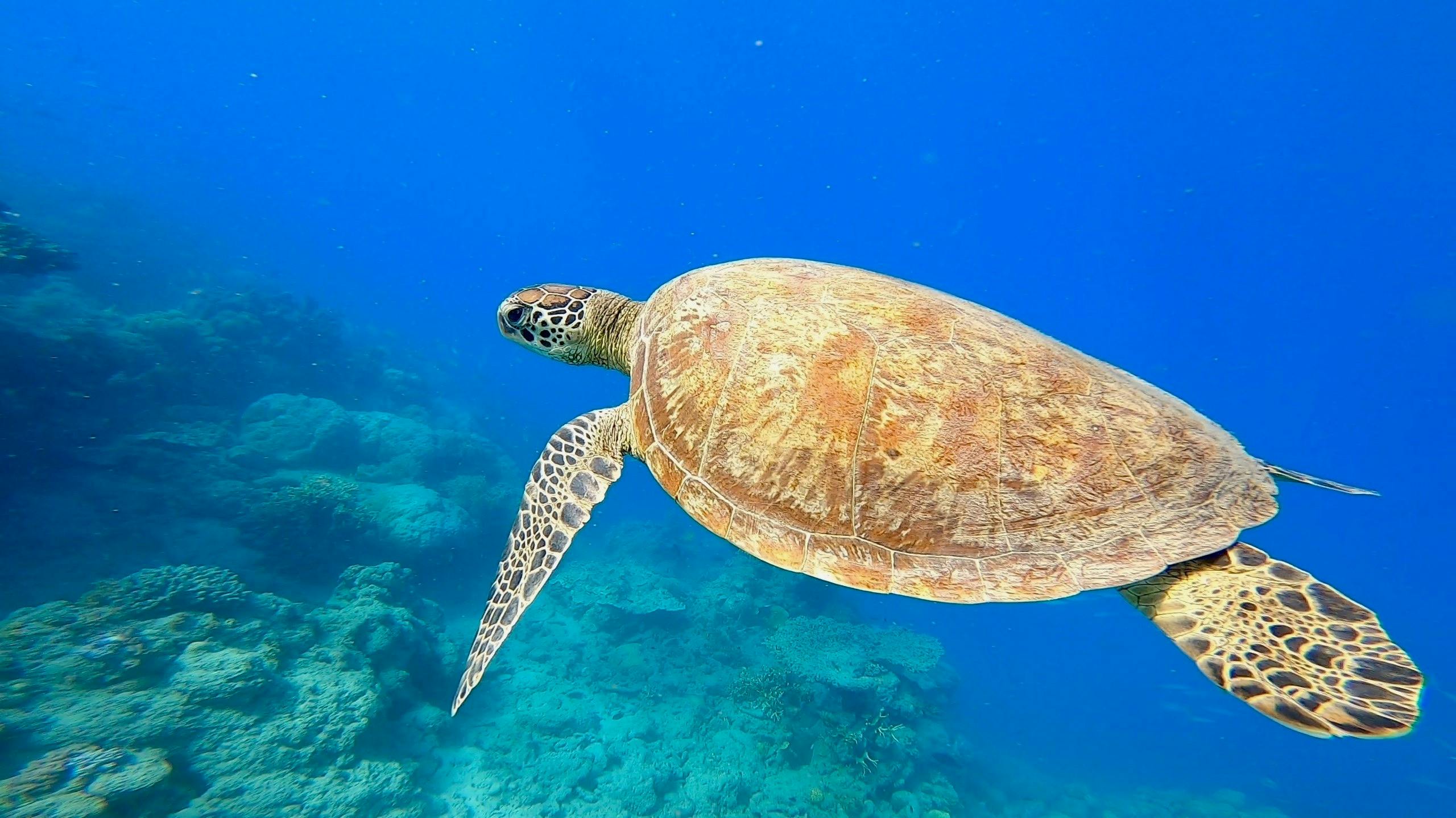 Turtle