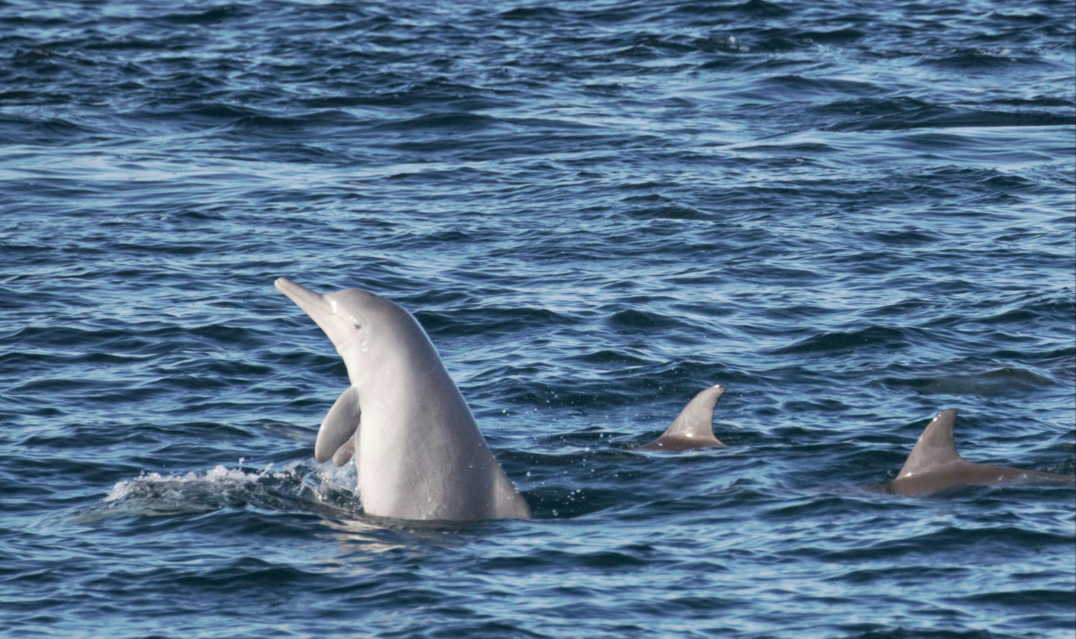 A few dolphins joining in with the fun