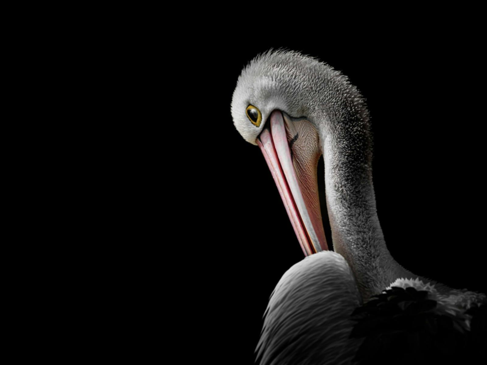 Close-up portrait of a pelican preening its feathers against a solid black background.