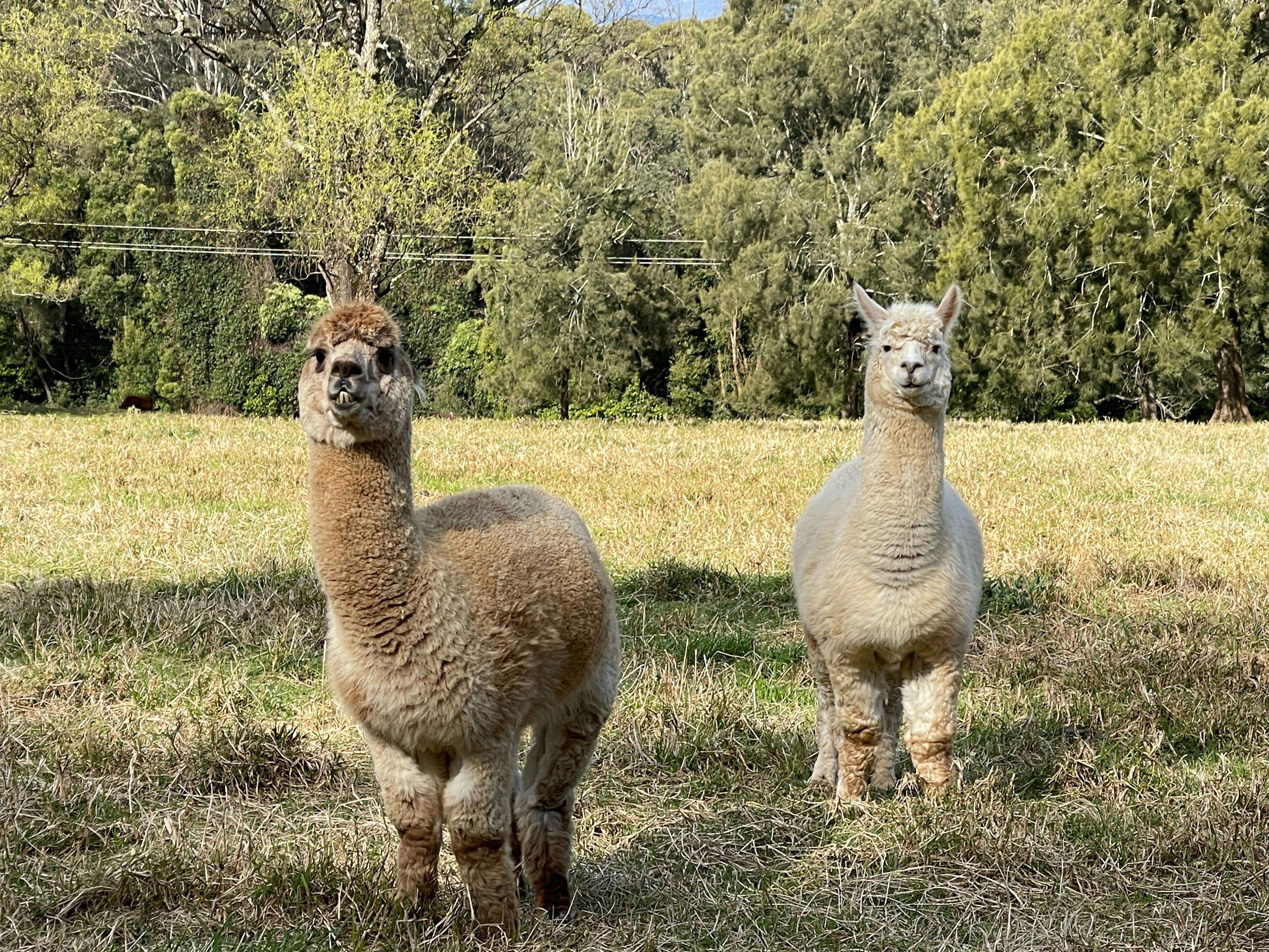 The locals saying hi !