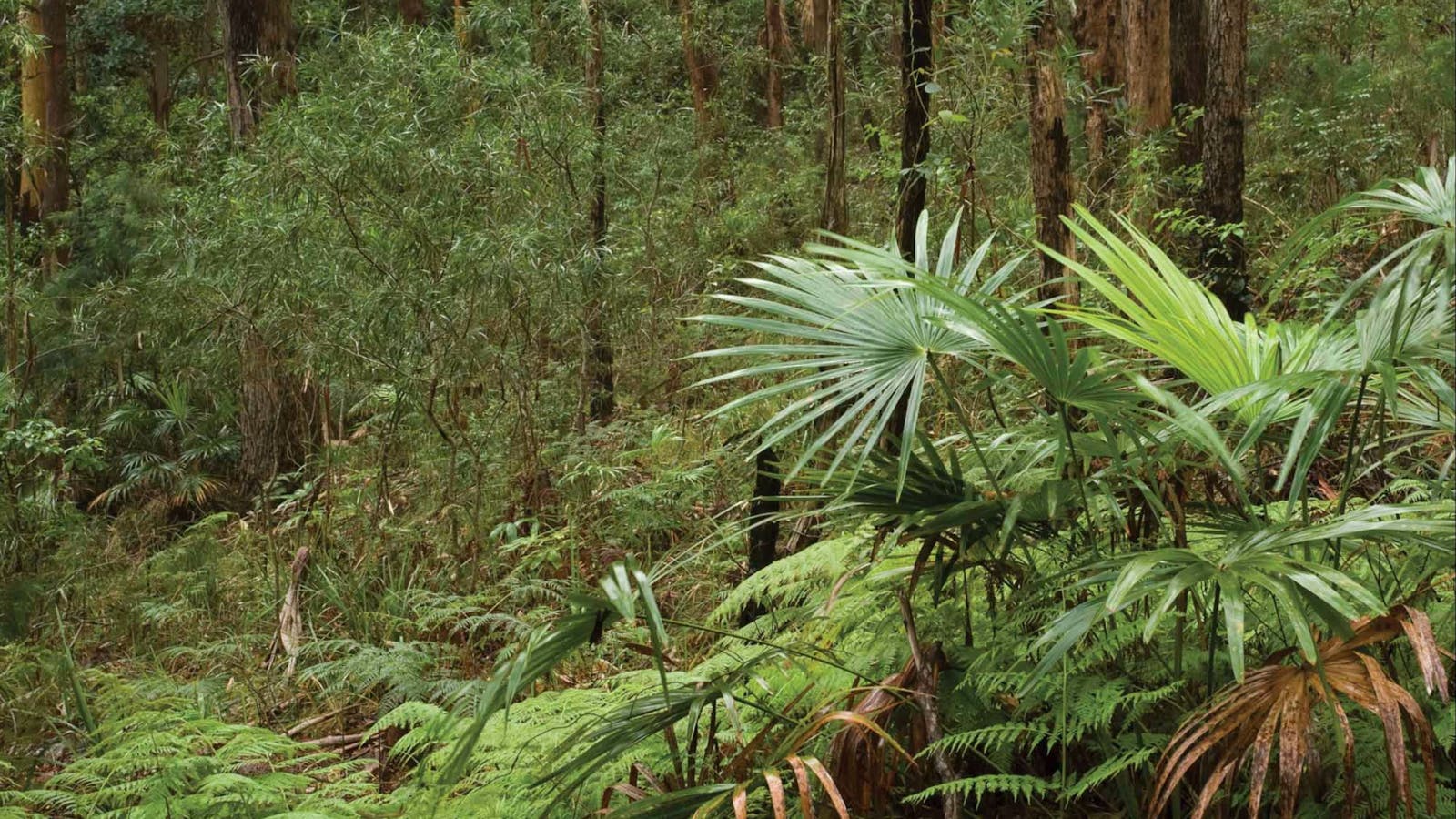 Booti Hill and Wallis Lake Walking Track