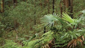 Booti Hill and Wallis Lake Walking Track