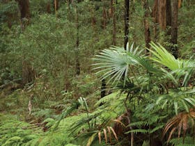 Booti Hill and Wallis Lake Walking Track